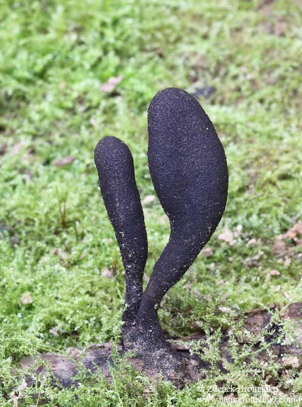 , Xylaria longipes (Mushrooms, Fungi)
